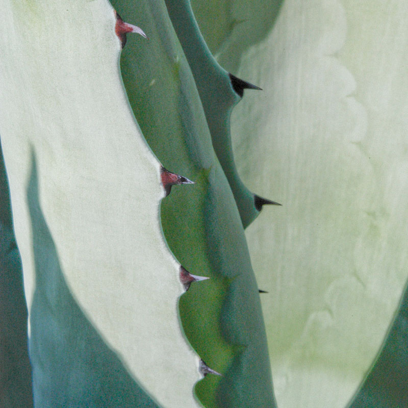 Nahaufnahme einer Agave mit grafisch wirkenden Blättern und Dornen