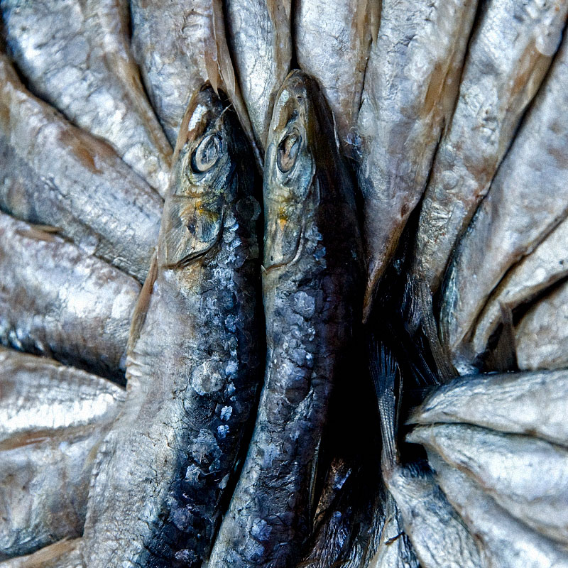 Silbrig schimmernde Fische in einer rhythmischen Anordnung